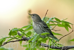 Blackpoll Warbler