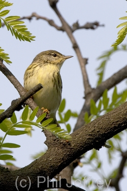 Blackpoll Warbler