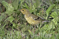 Blackpoll Warbler