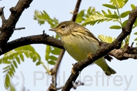 Blackpoll Warbler