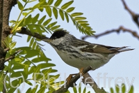 Blackpoll Warbler