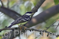 Blackpoll Warbler