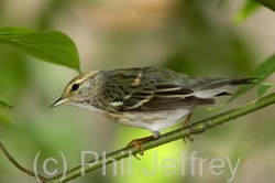 Blackpoll Warbler