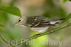 Blackpoll Warbler