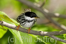 Blackpoll Warbler