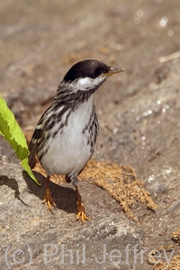 Blackpoll Warbler