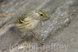 Blackpoll Warbler