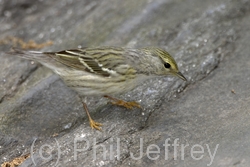 Blackpoll Warbler