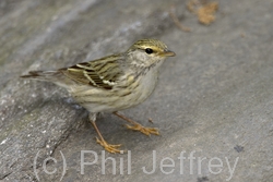 Blackpoll Warbler