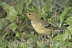 Blackpoll Warbler