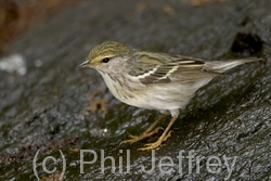 Blackpoll Warbler