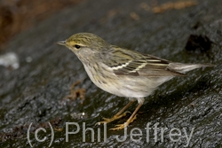 Blackpoll Warbler