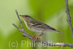 Blackpoll Warbler