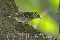 Blackpoll Warbler