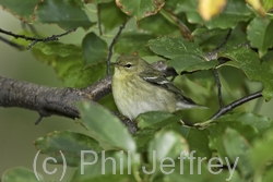 Blackpoll Warbler