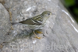 Blackpoll Warbler