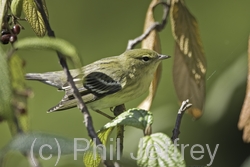 Blackpoll Warbler