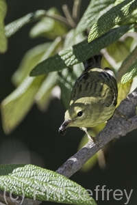 Blackpoll Warbler