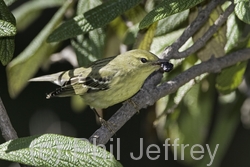 Blackpoll Warbler