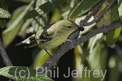 Blackpoll Warbler