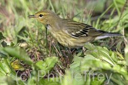 Blackpoll Warbler