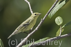 Blackpoll Warbler