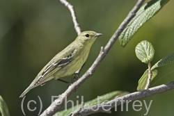 Blackpoll Warbler