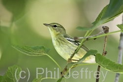 Blackpoll Warbler