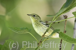 Blackpoll Warbler