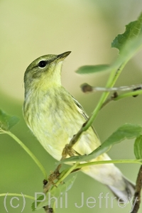 Blackpoll Warbler