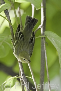 Blackpoll Warbler