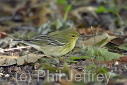 Blackpoll Warbler