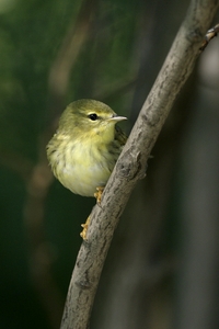 Blackpoll Warbler