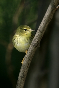Blackpoll Warbler