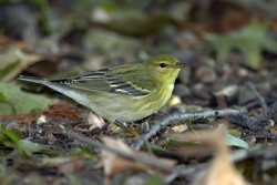 Blackpoll Warbler