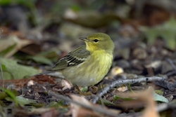 Blackpoll Warbler