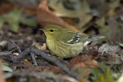 Blackpoll Warbler
