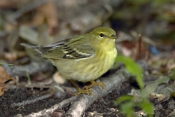 Blackpoll Warbler