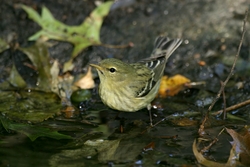 Blackpoll Warbler