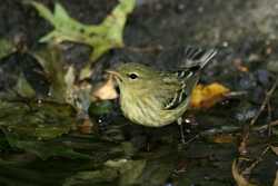 Blackpoll Warbler
