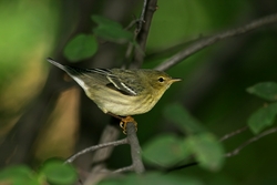 Blackpoll Warbler