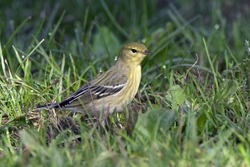 Blackpoll Warbler