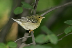Blackpoll Warbler