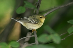 Blackpoll Warbler
