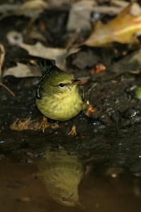 Blackpoll Warbler