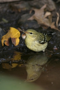Blackpoll Warbler