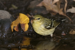 Blackpoll Warbler