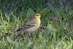 Blackpoll Warbler