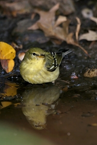 Blackpoll Warbler