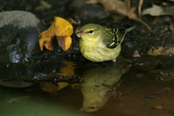 Blackpoll Warbler